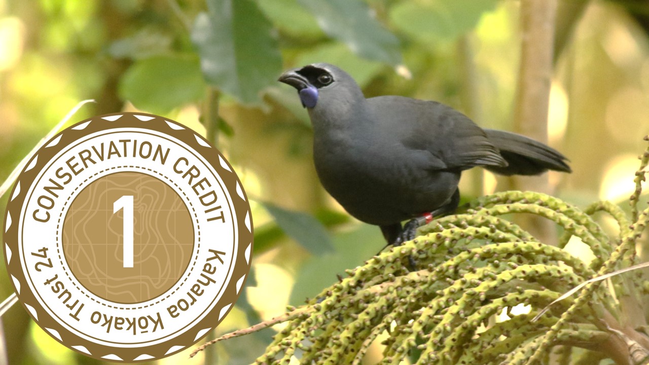 Kaharoa Kokako Trust Conservation Credit