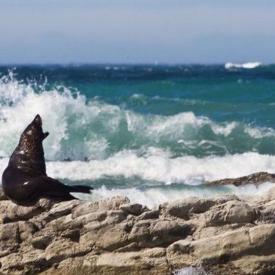 Kaikoura Sightseeing Tour - 3 Hours