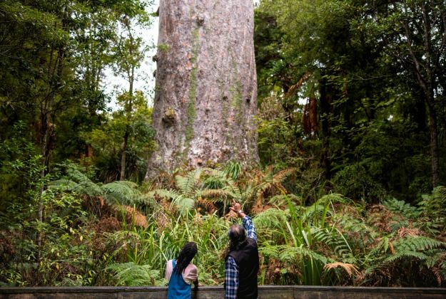 Waipoua Forest Tane Mahuta